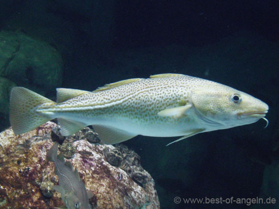 Schöner ausgefärbter heller Dorsch leicht schräg im Wasser stehend