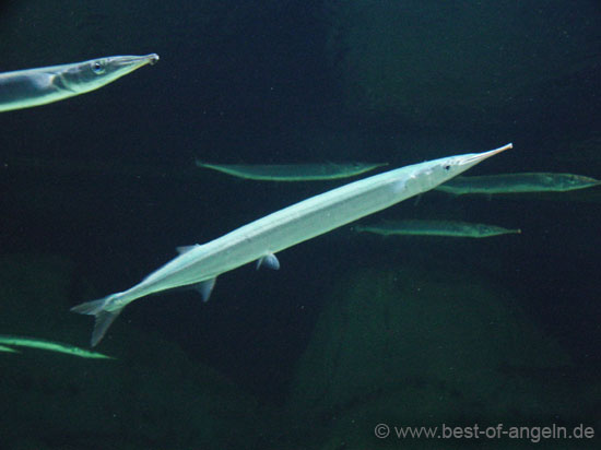 Bild mit mehreren Hornhechten welche im Meer an der Oberfläche stehen