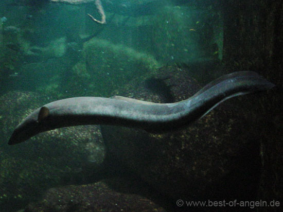 Sehr großer, arm dicker Aaal der im freien Wasser schwimmt